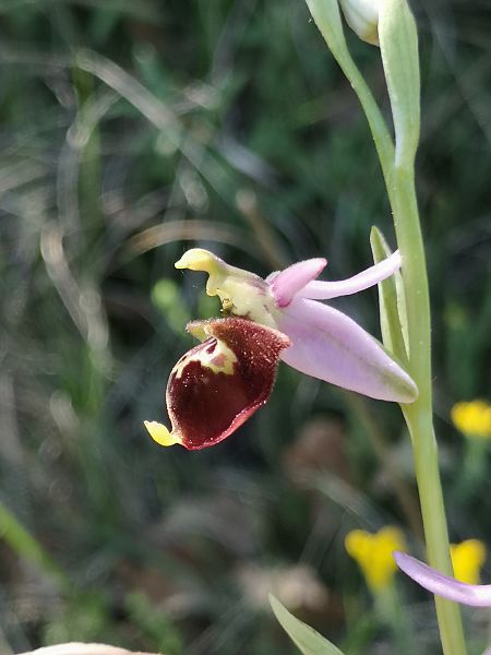 Ophrys fuciflora subsp. druentica  - Richard Fay