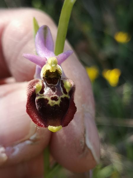 Ophrys fuciflora subsp. druentica  - Richard Fay