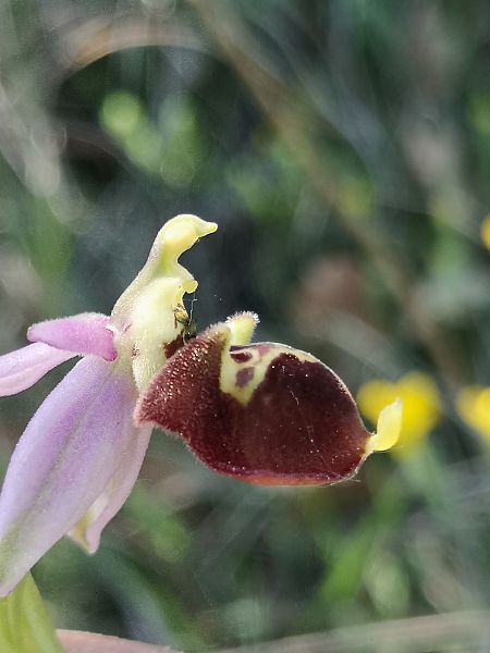 Ophrys fuciflora subsp. druentica  - Richard Fay