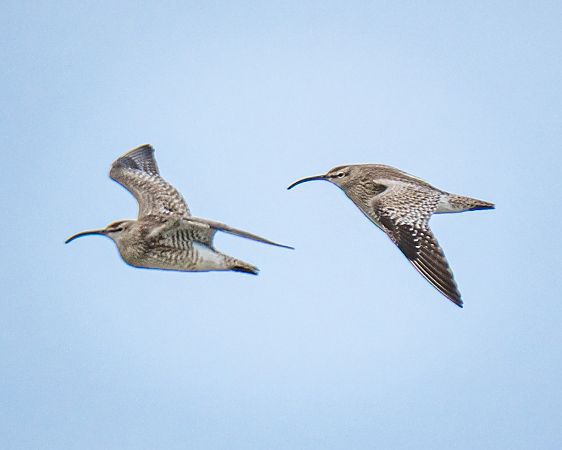 kulik mniejszy  - Michal Jadzyn