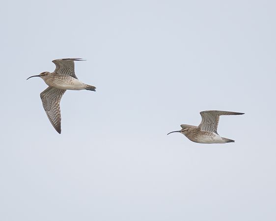 Regenbrachvogel  - Michal Jadzyn