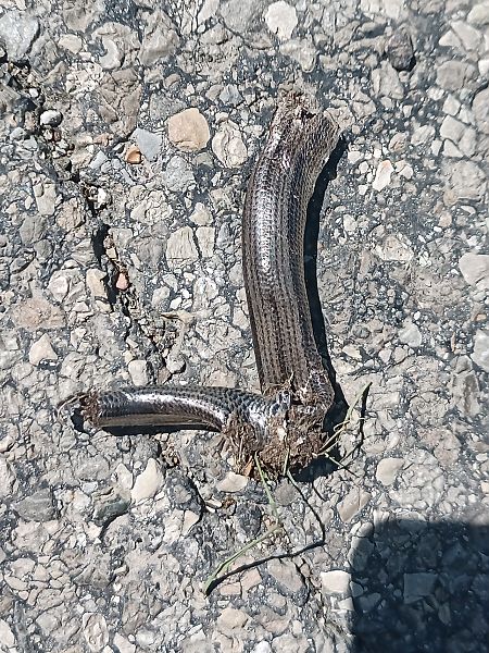 Orbettino italiano  - Claudio Danesi