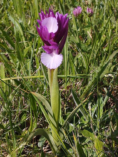 Anacamptis papilionacea var. expansa  - Gérard Joseph