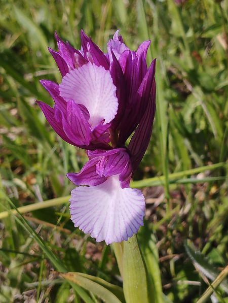 Anacamptis papilionacea var. expansa  - Gérard Joseph