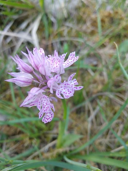 Neotinea tridentata  - Sara Stella (FVG)