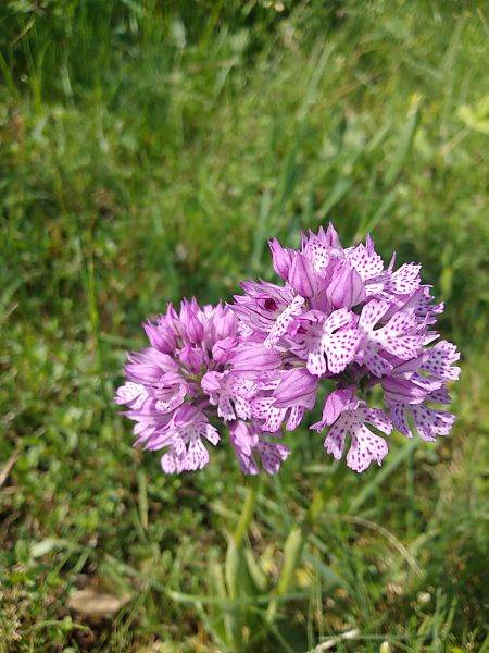 Neotinea tridentata  - Sara Stella (FVG)