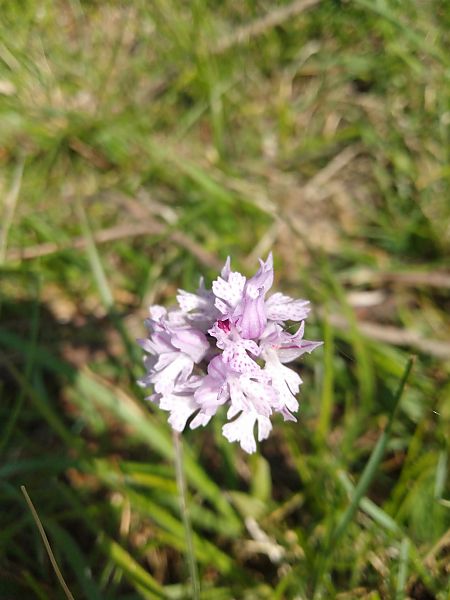 Neotinea tridentata  - Sara Stella (FVG)