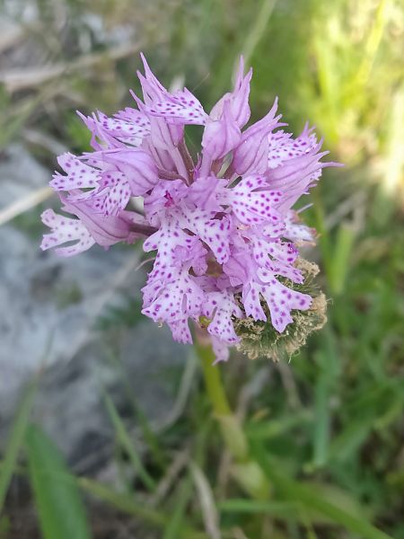 Neotinea tridentata  - Sara Stella (FVG)