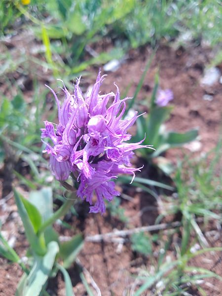 Neotinea tridentata  - Sara Stella (FVG)