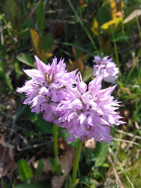 Neotinea tridentata  - Sara Stella (FVG)
