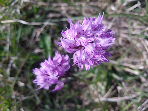 Neotinea tridentata  - Sara Stella (FVG)
