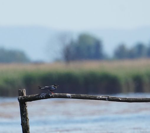 Mignattino alibianche  - Pietro Bellezza