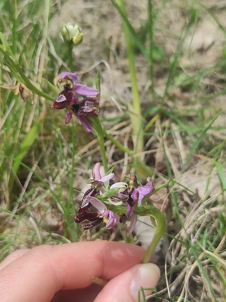 Ophrys drumana  - Amélie Naturedivresse