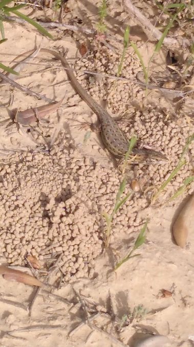 Sargantana cendrosa  - Eudald Pujol Buxó