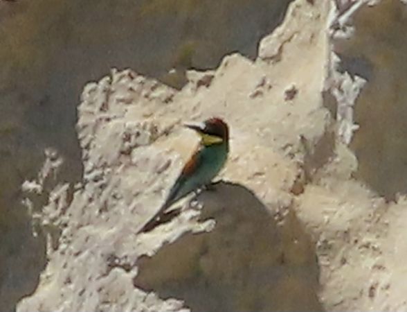 Gruccione  - Jean Toubert