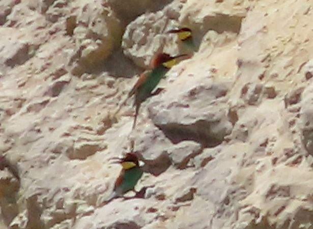 Gruccione  - Jean Toubert