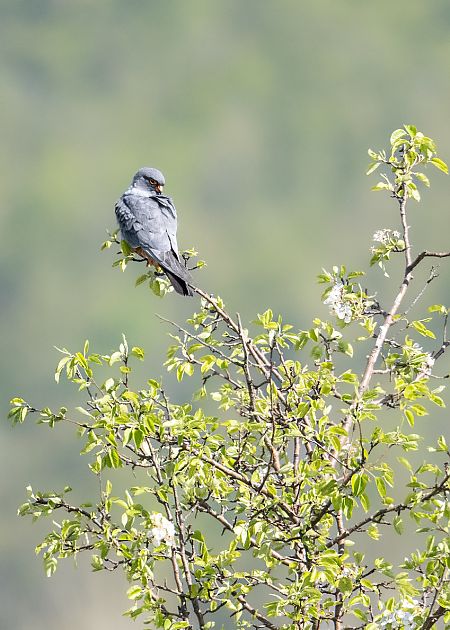 crvenonoga vjetruša  - Marko Posavec