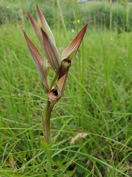 Serapias vomeracea  - Rudi Vanherck