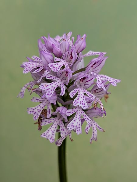 Neotinea tridentata  - Delarbre Sébastien