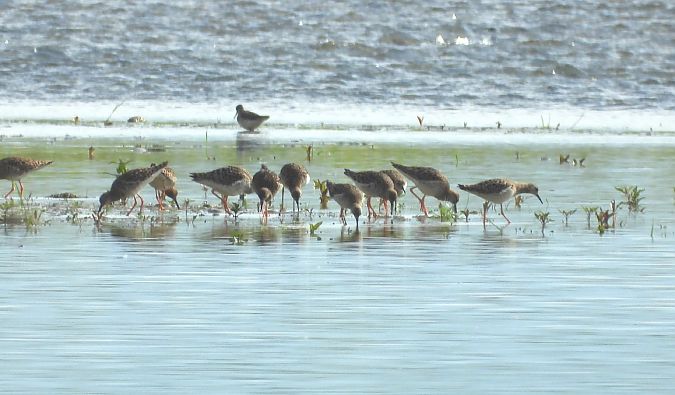 Combattente  - Gloria Feltrin