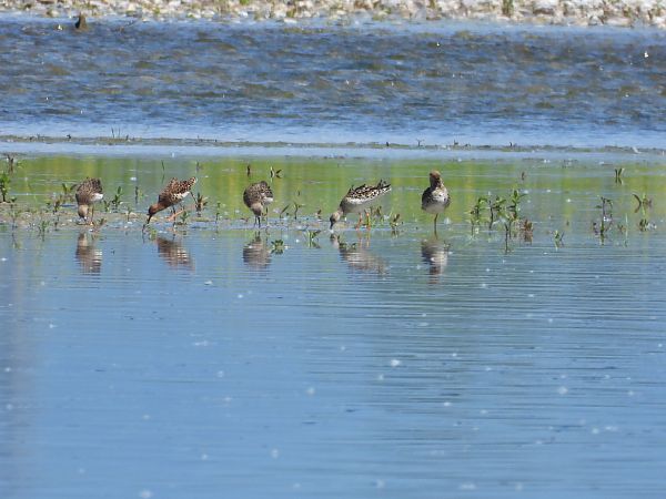 Combattente  - Gloria Feltrin