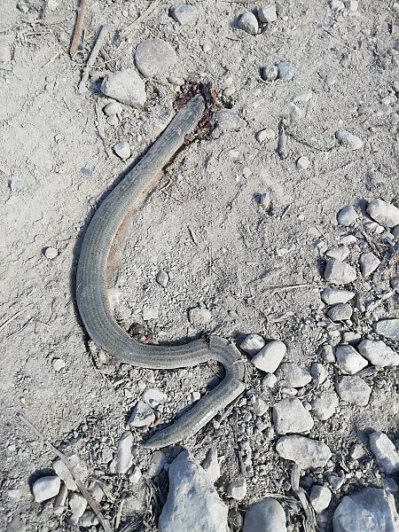 Orbettino (tutte le specie)  - Massimo Bozza