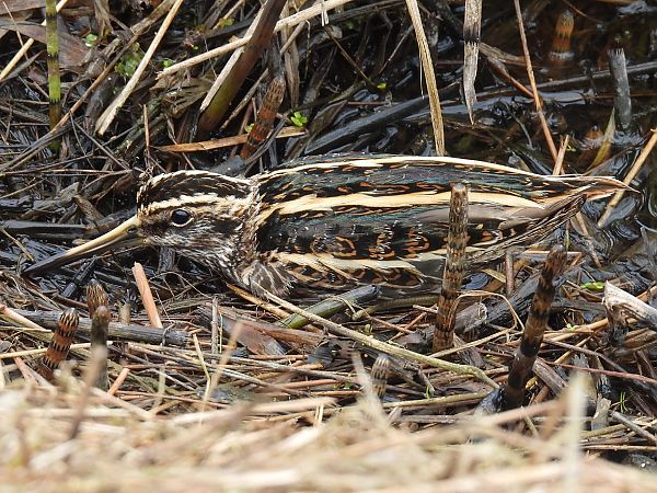 bekasik  - Kacper Mikulski