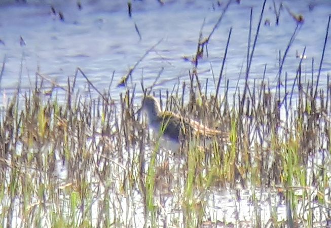 Albastrello  - Lino Lipparini