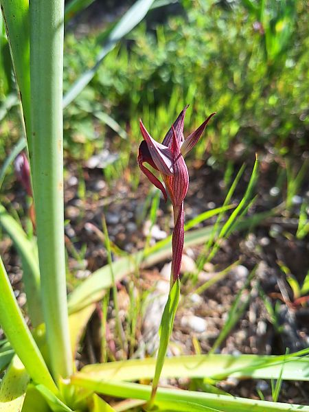 Serapias olbia  - Benjamin Kabouche