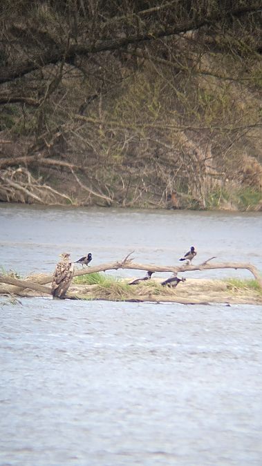 Seeadler  - Anna Kamilewicz-Wicik