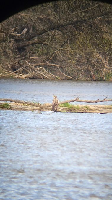 bielik  - Anna Kamilewicz-Wicik