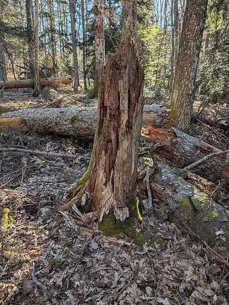 Picchio nero  - Davide Ridente