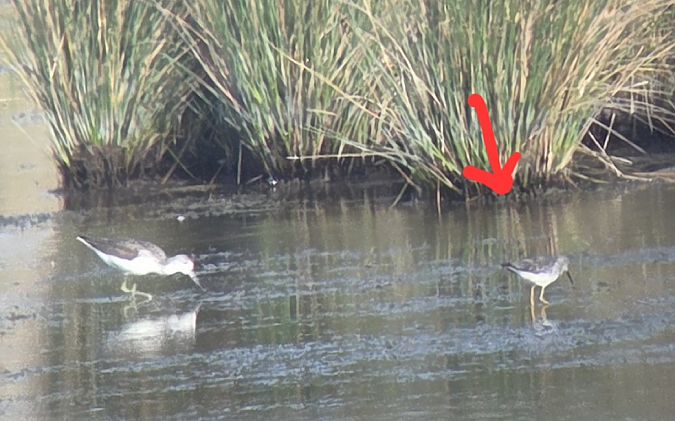 Gamba groga petita  - Sabine Kraus