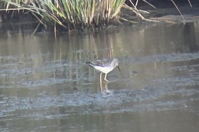 Gamba groga petita  - Sabine Kraus