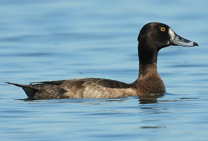 Moretta grigia  - Matteo Faggi