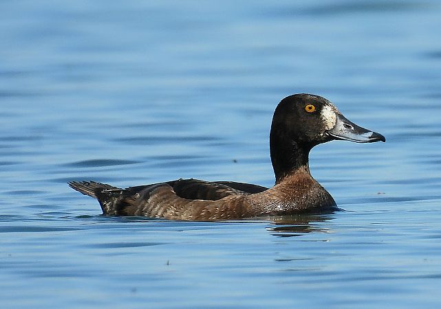 Moretta grigia  - Matteo Faggi