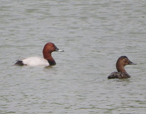 Moriglione  - Monica Carabella