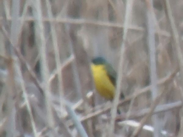 Schafstelze (ssp. thunbergi)  - Rafał Walczybok