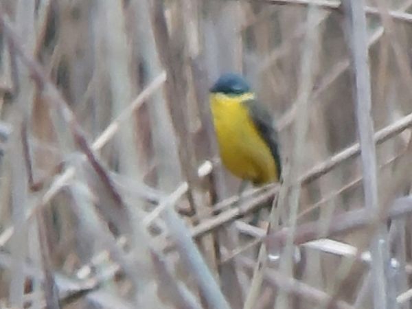 Bergeronnette nordique (ssp. thunbergi)  - Rafał Walczybok