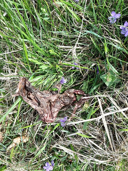 Rospo comune  - Fabio Lovisetto