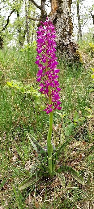 Orchis mascula  - Pierre Defontaines
