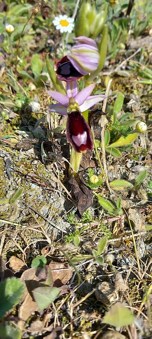 Ophrys aurelia  - Gerard Chassan