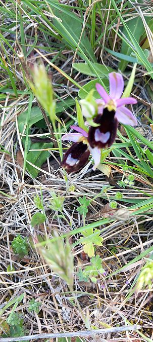 Ophrys aurelia  - Gerard Chassan