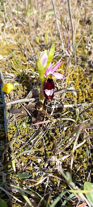 Ophrys aurelia  - Gerard Chassan