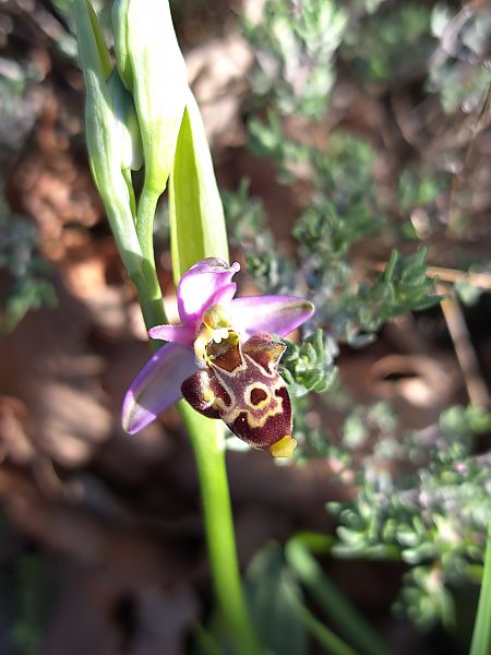 Ophrys vetula  - Emmanuel Cosson