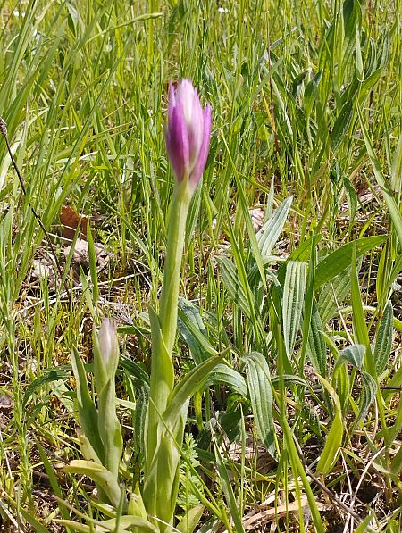 Anacamptis papilionacea var. expansa  - Gérard Joseph