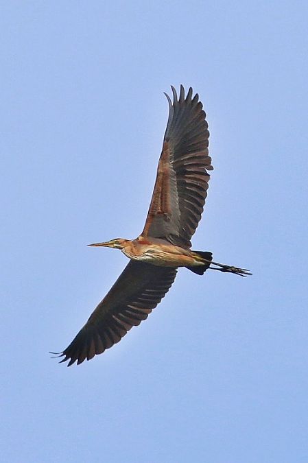 Airone rosso  - Stefano Sava