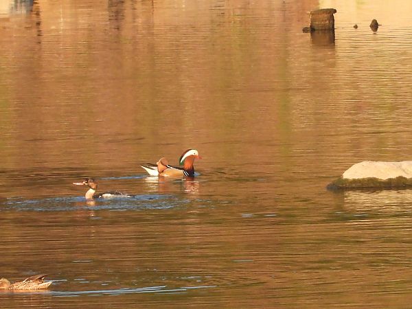szlachar  - Krystyna Kowalska
