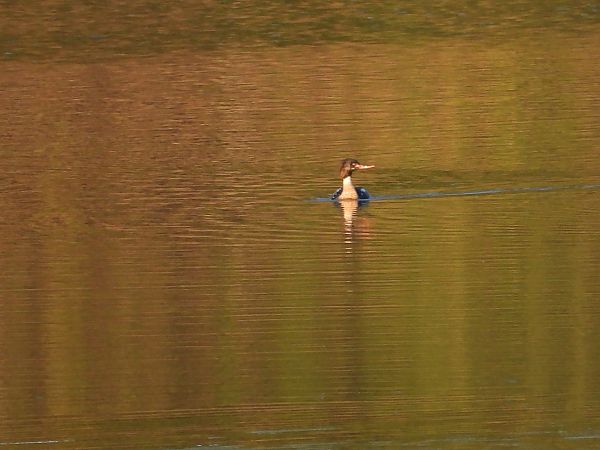 Mittelsäger  - Krystyna Kowalska