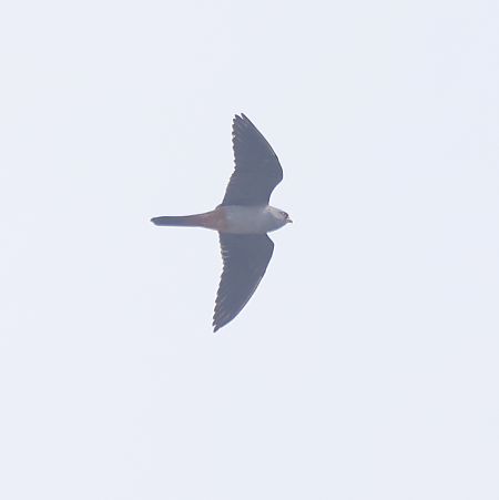 Faucon kobez  - Chris Zlatar